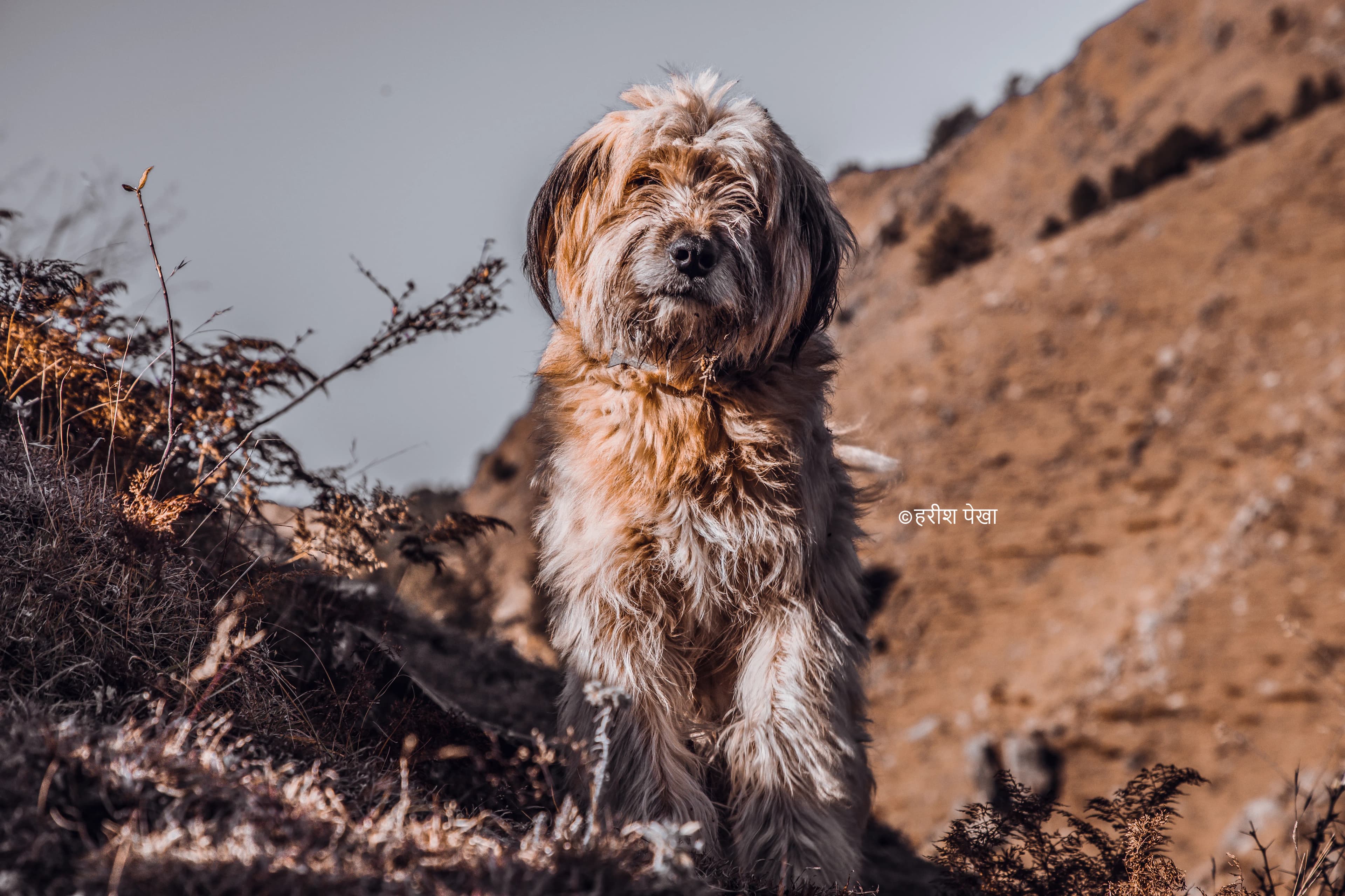 Mountain Dog